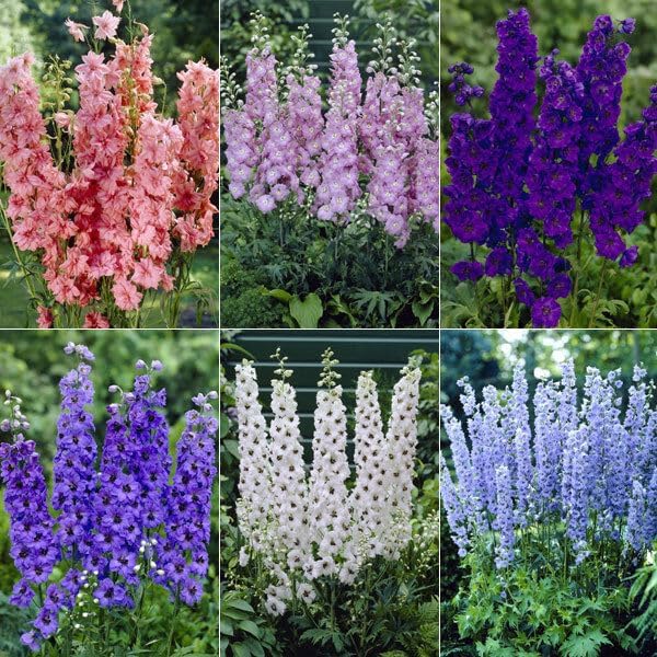Delphinium Tall 'Pacific' mix - 160 seeds (Delphinium cultorum)