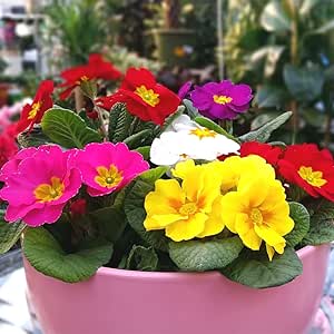 Primrose 'Potsdam giants' mixed - 100 seeds (Primula acaulis)