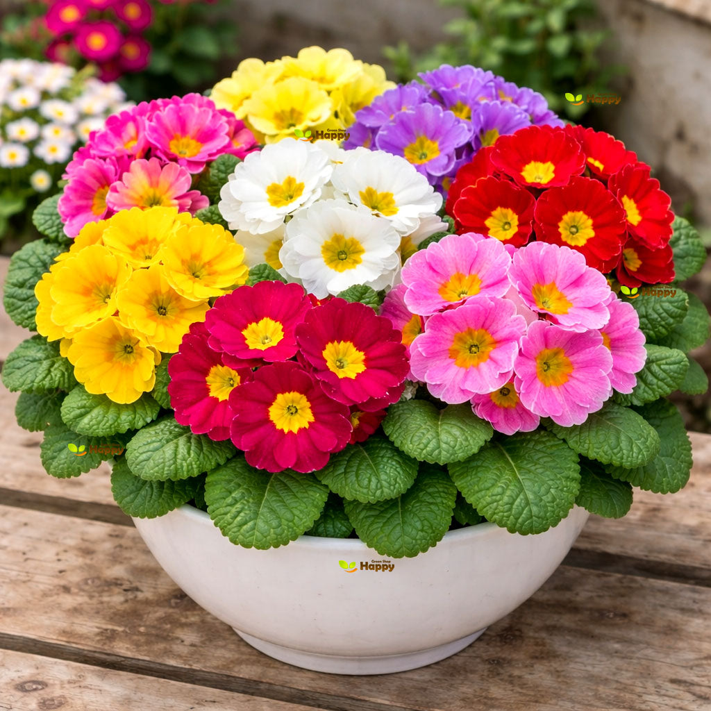 Primrose 'Potsdam giants' mixed - 60 seeds (Primula acaulis)