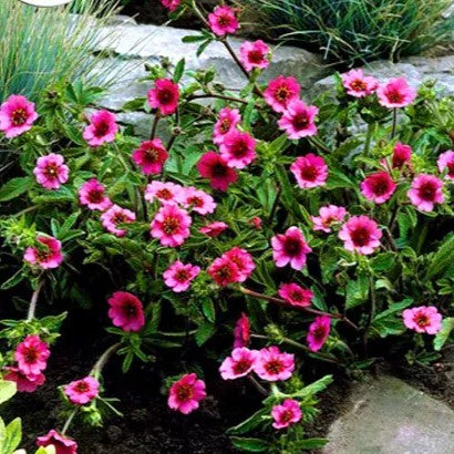 Cinquefoil Potentilla 'Miss Willmott' - 300 Seeds (Potentilla Nepalensis)