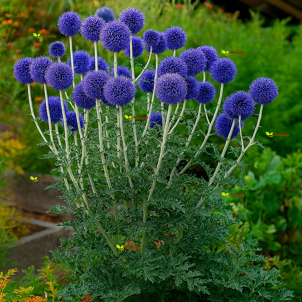Blue globe thistle - 60 seeds (Echinops ritro)