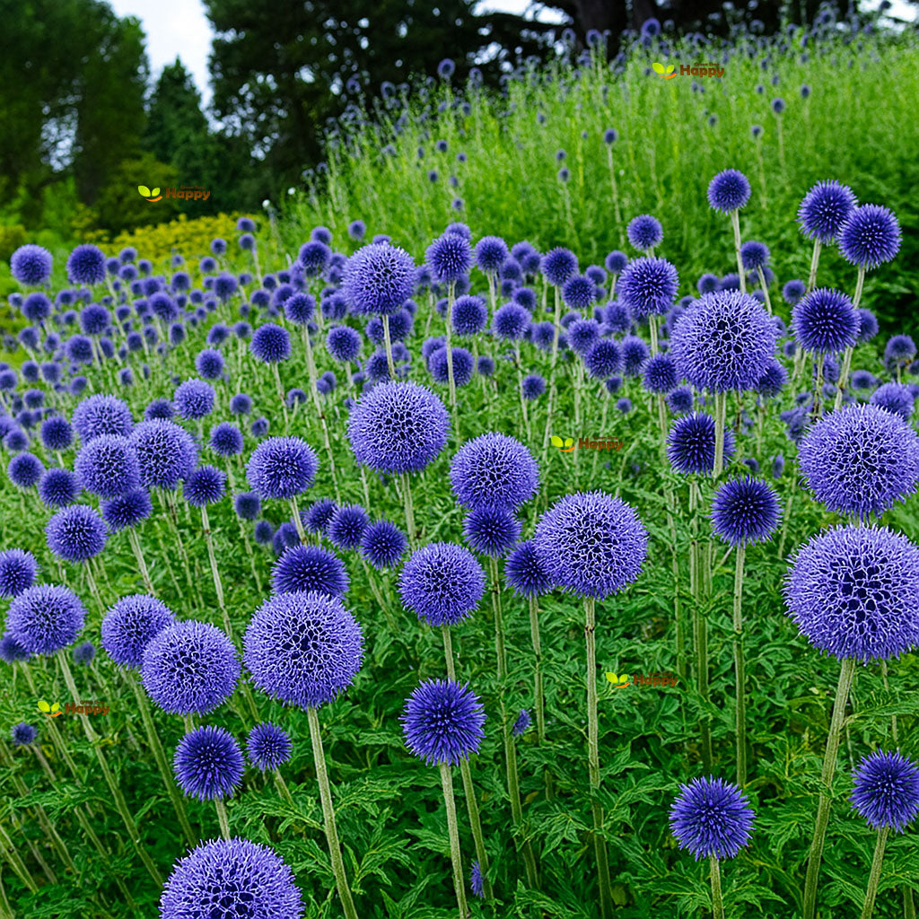 Blue globe thistle - 60 seeds (Echinops ritro)