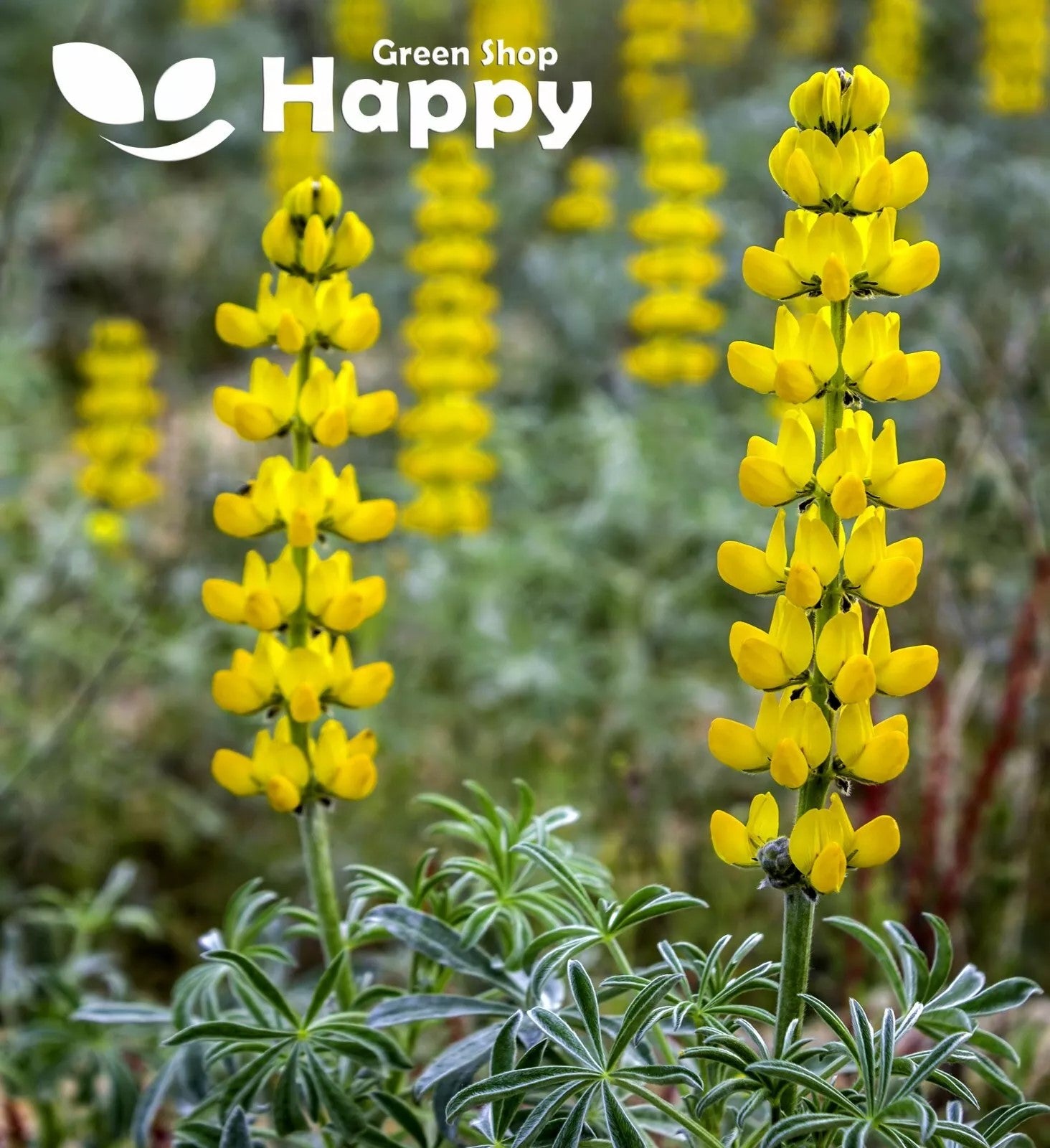 Golden Yellow Lupine - 20 seeds (Lupinus luteus)
