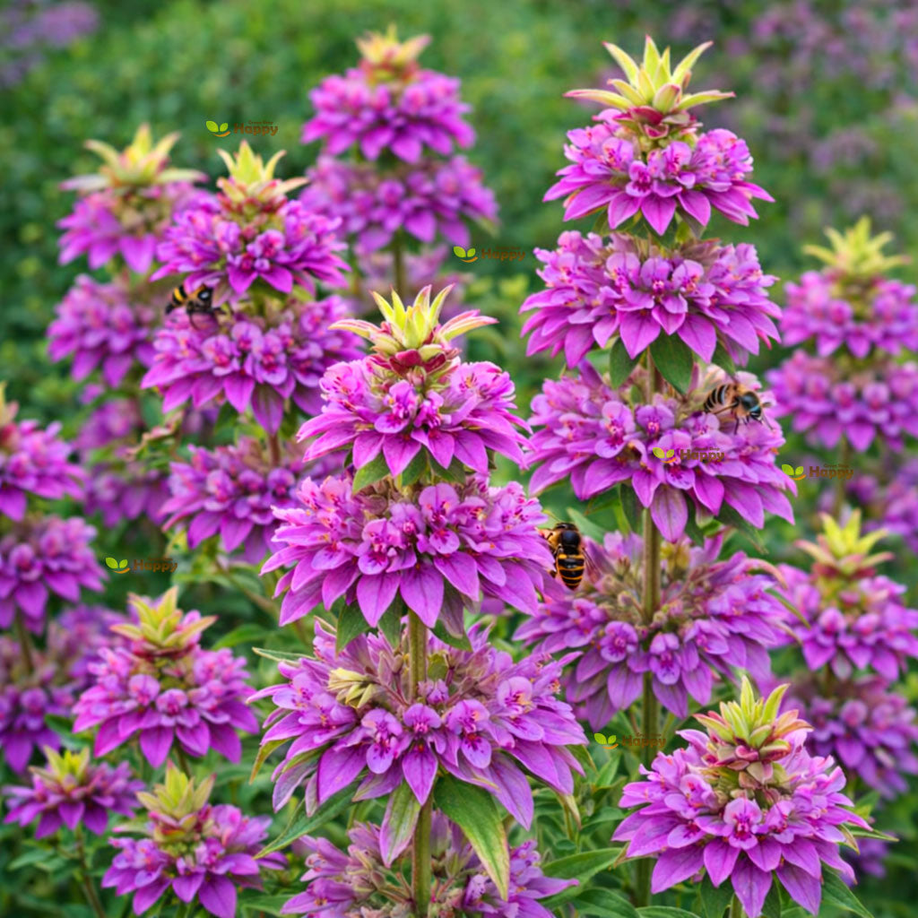 Bee Palm purple - 1300 seeds (Monarda citriodor)