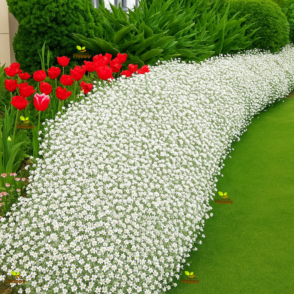 Snow in summer - 1300 seeds (Cerastium tomentosum)