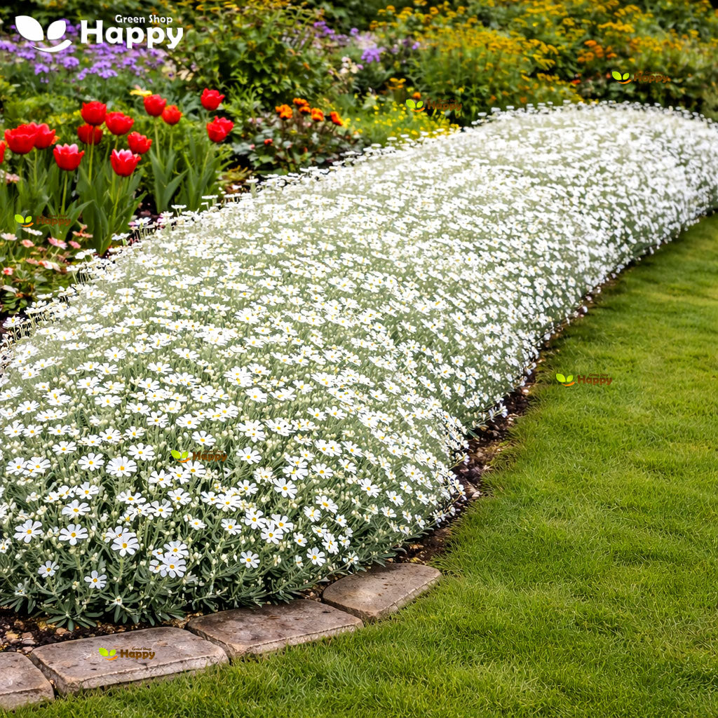 Snow in summer - 1300 seeds (Cerastium tomentosum)