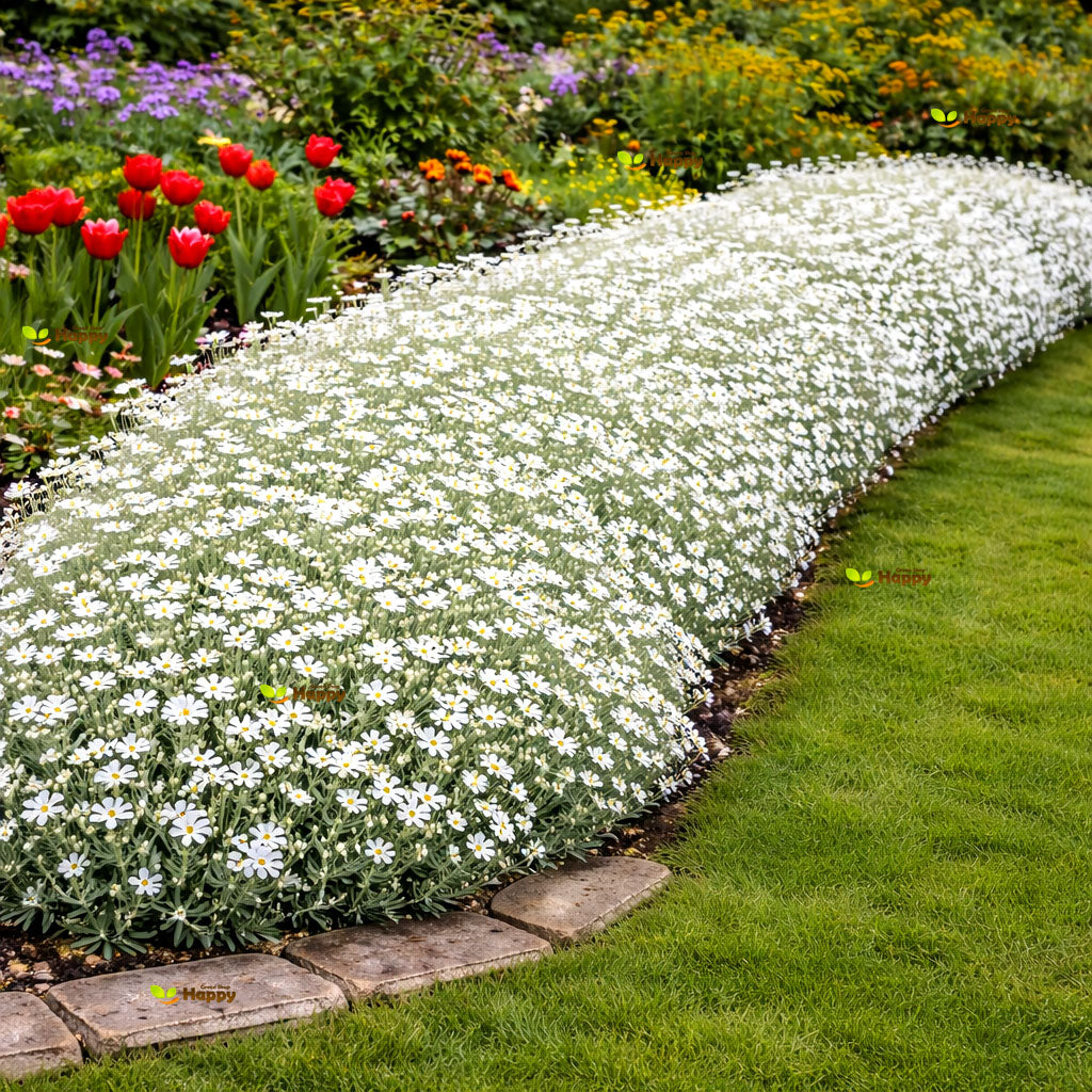 Snow in summer - 1300 seeds (Cerastium tomentosum)