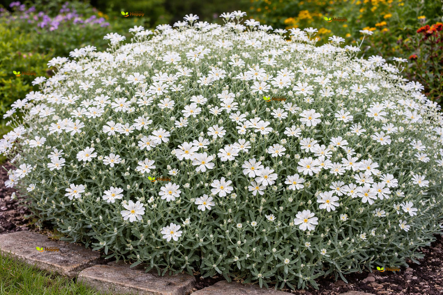 Snow in summer - 1300 seeds (Cerastium tomentosum)