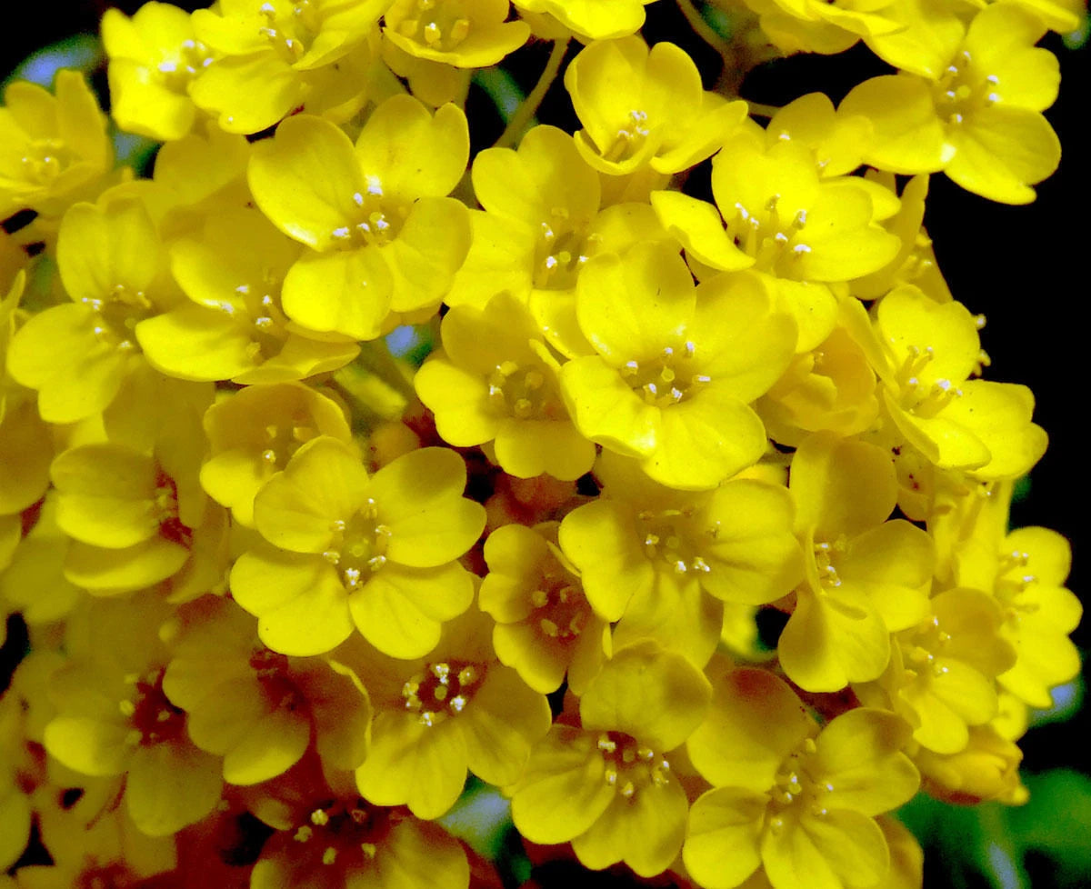 Alyssum 'Gold Basket' - 500 seeds (Alyssum saxatile)