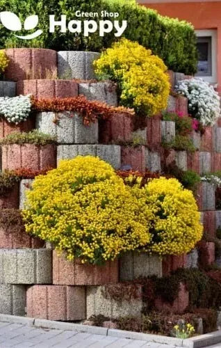 Alyssum 'Gold Basket' - 500 seeds (Alyssum saxatile)