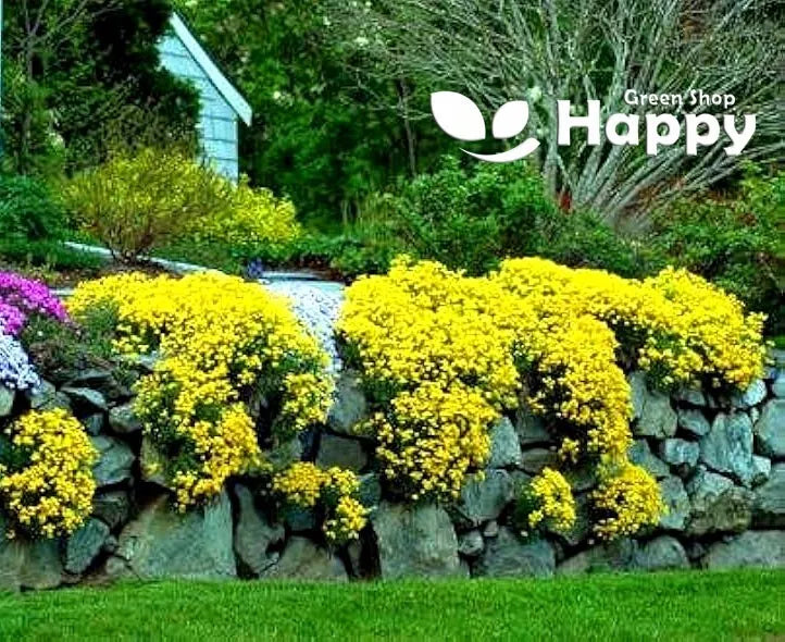 Alyssum 'Gold Basket' - 500 seeds (Alyssum saxatile)