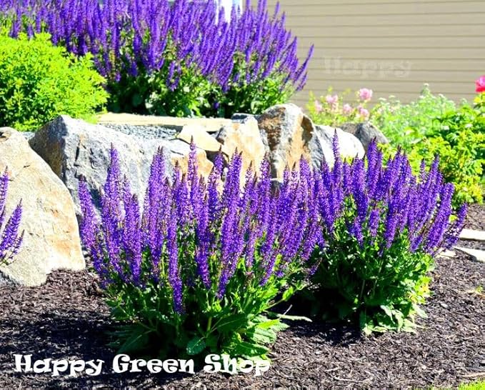Woodland sage - 200 seeds (Salvia nemorosa)