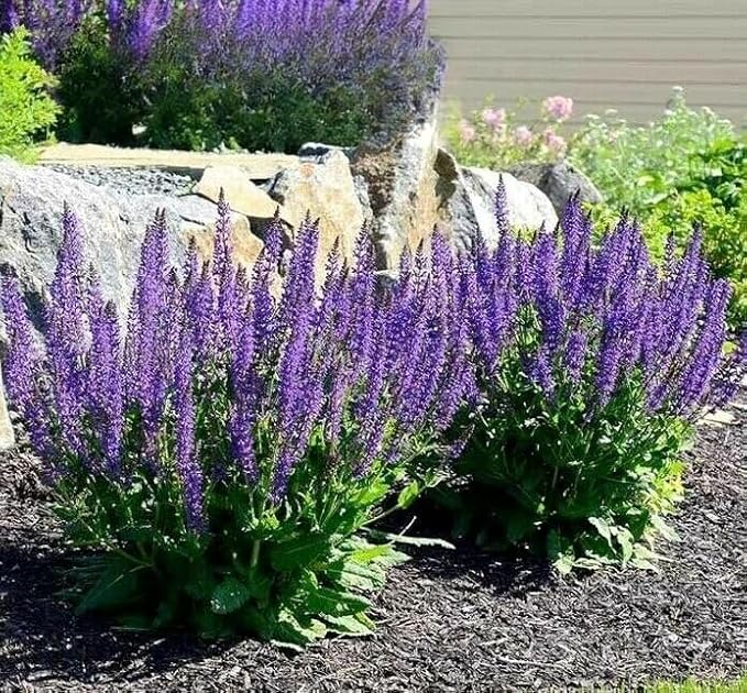 Woodland sage - 200 seeds (Salvia nemorosa)
