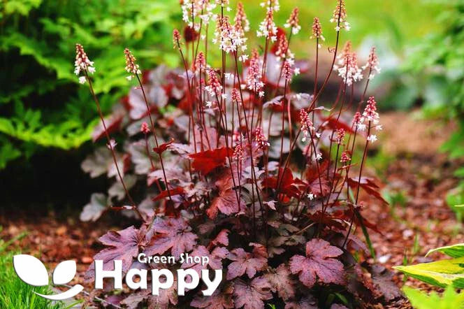 Coral Bells `Palace purple` - 1000 seeds (Heuchera micrantha)