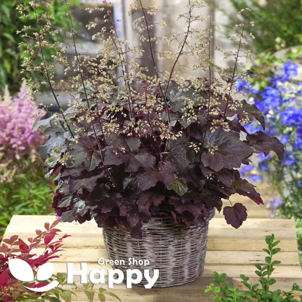 Coral Bells `Palace purple` - 1000 seeds (Heuchera micrantha)