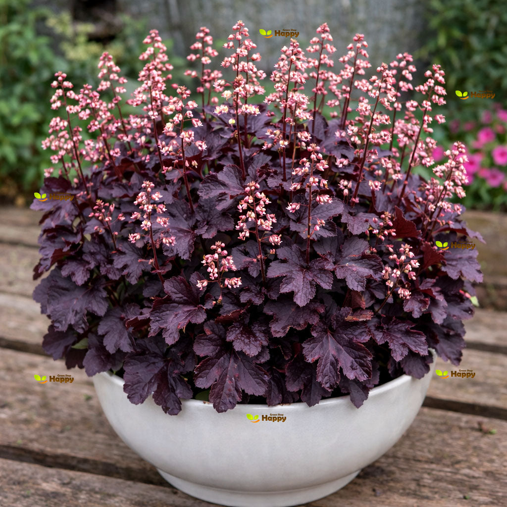 Coral Bells `Palace purple` - 1000 seeds (Heuchera micrantha)