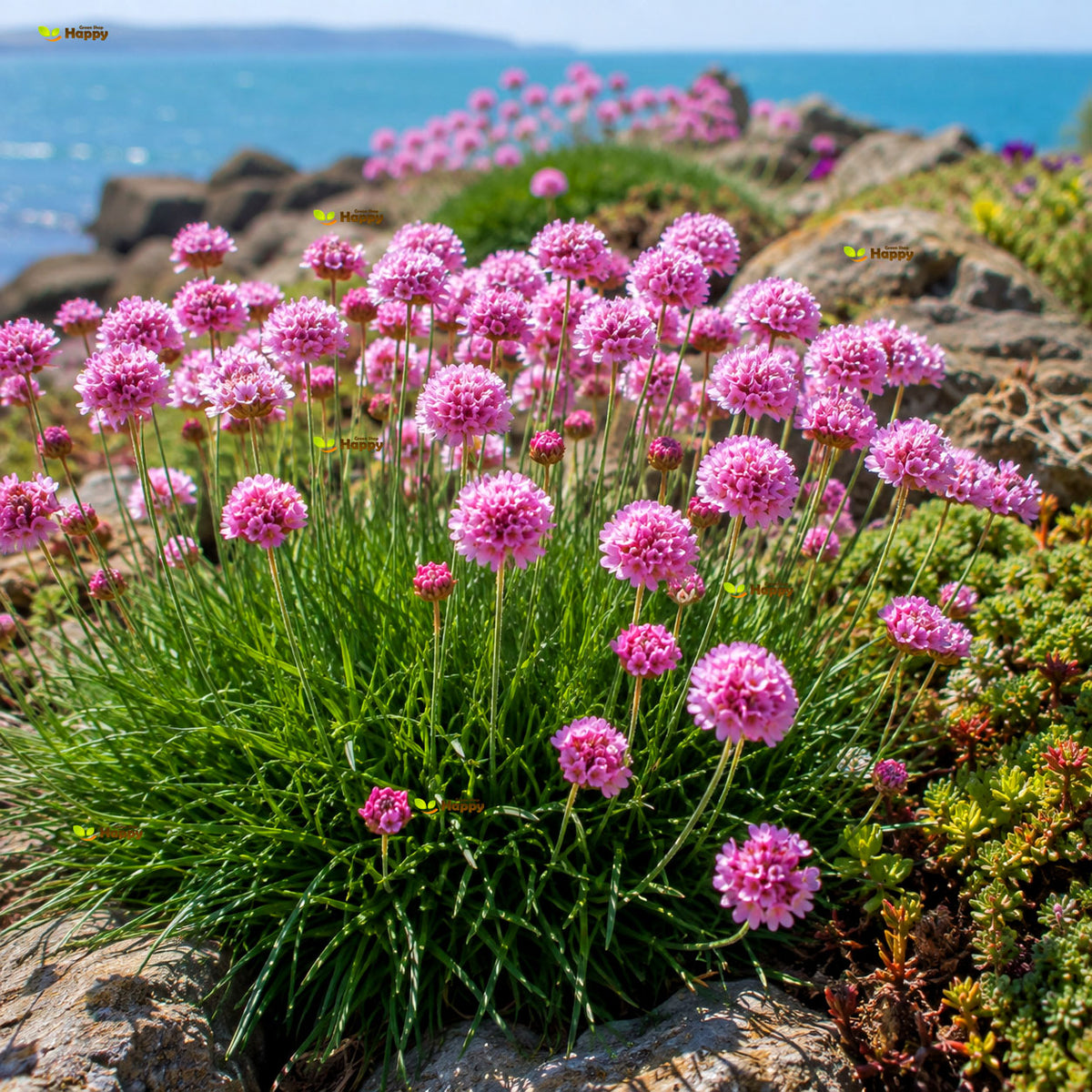 Dwarf Sea thrift pink - 100 seeds (Armeria Maritima)