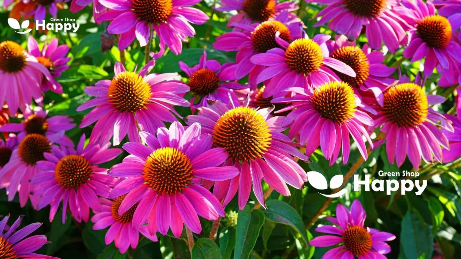 Coneflower purple 'Ruby Star' - 230 seeds (Echinacea Purpurea)