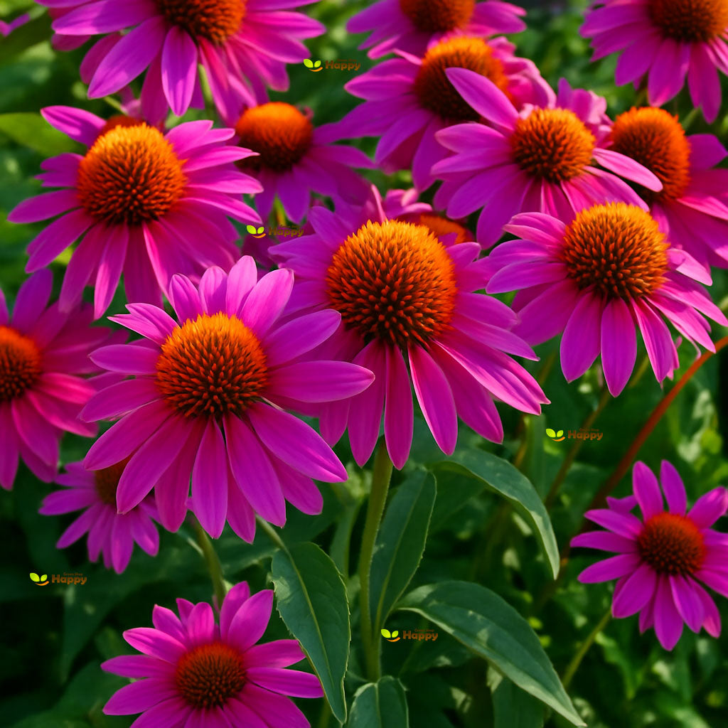 Coneflower purple 'Ruby Star' - 230 seeds (Echinacea Purpurea)
