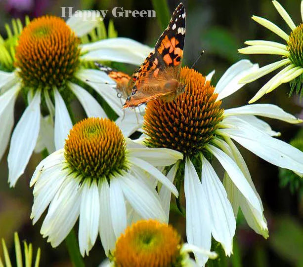Coneflower 'White swan' - 100 seeds (Echinacea purpurea)
