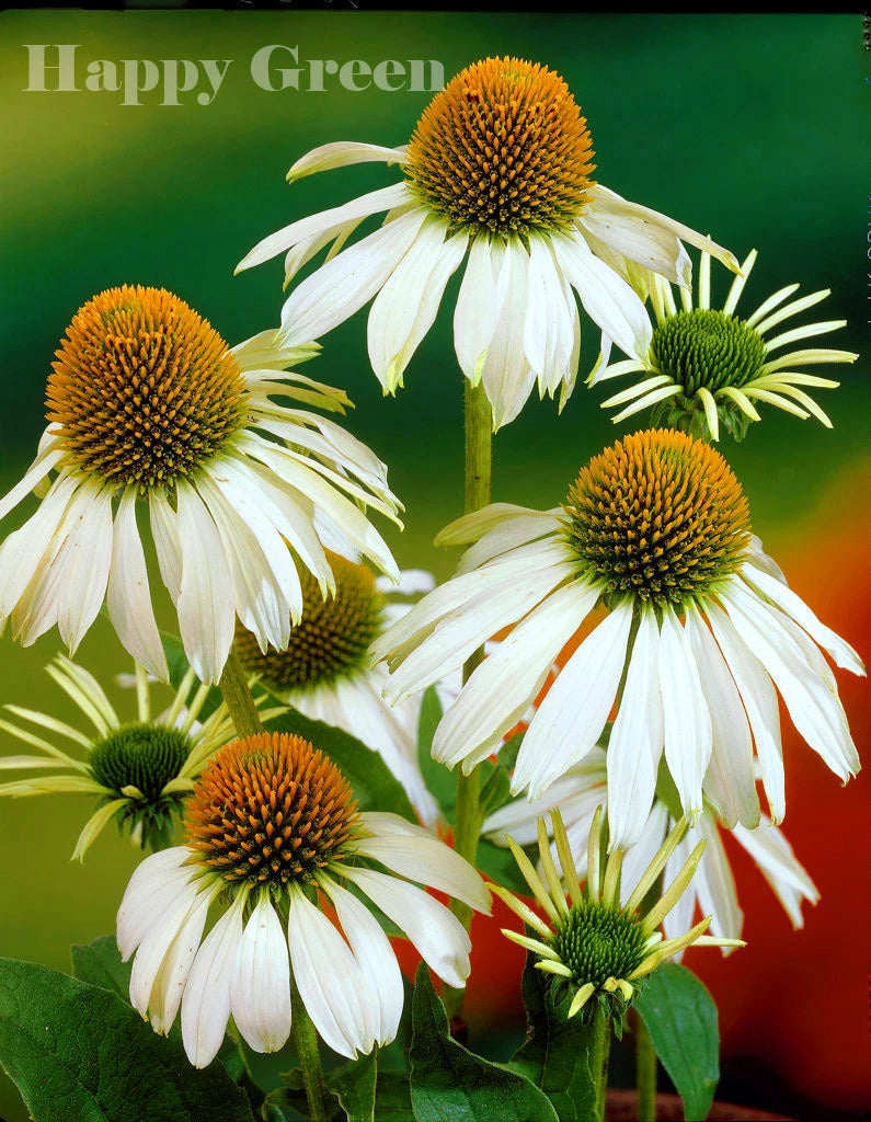 Coneflower 'White swan' - 100 seeds (Echinacea purpurea)