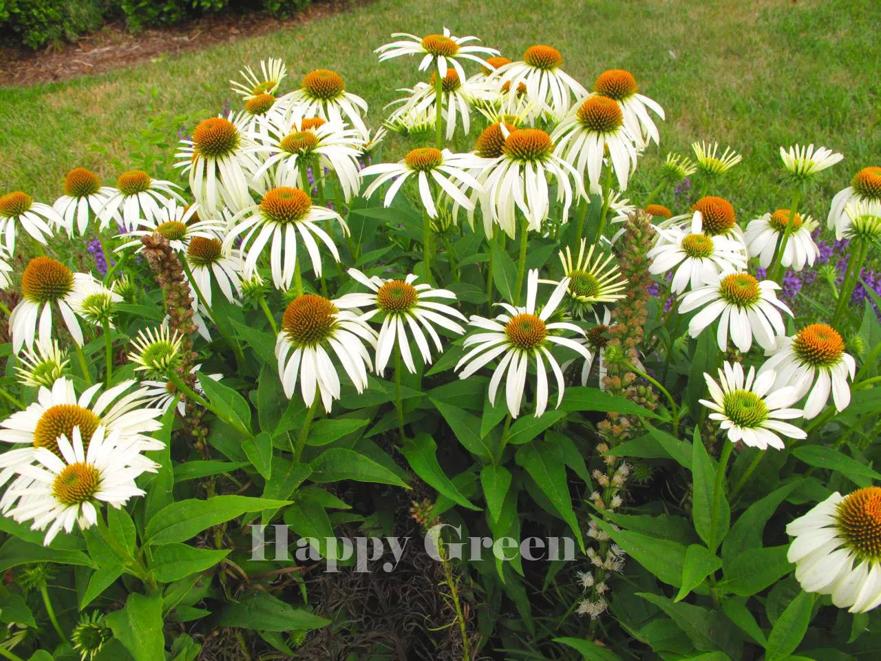 Coneflower 'White swan' - 100 seeds (Echinacea purpurea)