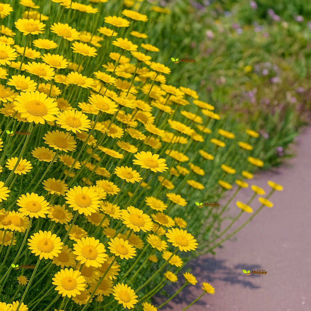 Marguerite Yellow Daisy - 1000 Seeds (Anthemis tinctoria)