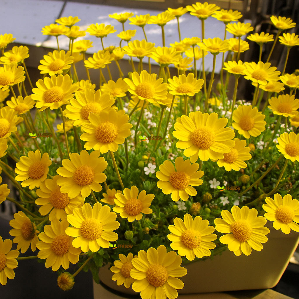 Marguerite Yellow Daisy - 1000 Seeds (Anthemis tinctoria)