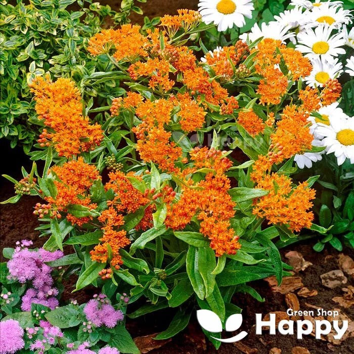 Butterfly Weed - 30 seeds (Asclepias tuberosa)