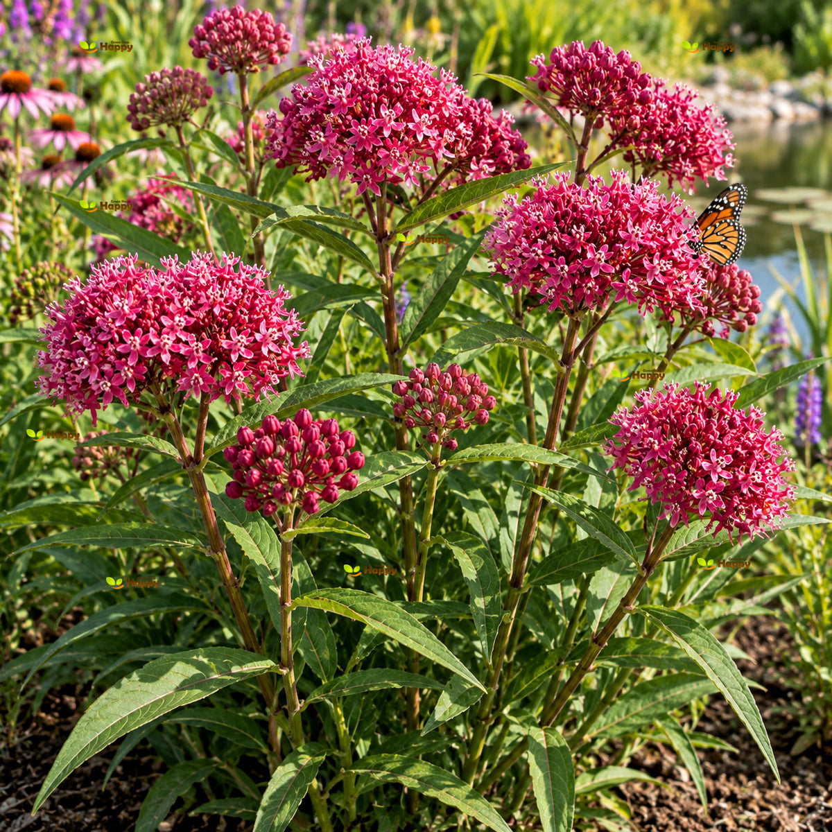 Swamp Milkweed Carmine - 40 seeds (Asclepias tuberosa)