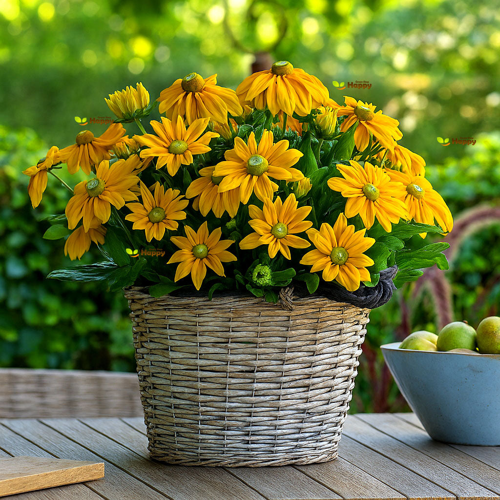 Rudbeckia Green Eyes - 450 seeds (Rudbeckia hirta)