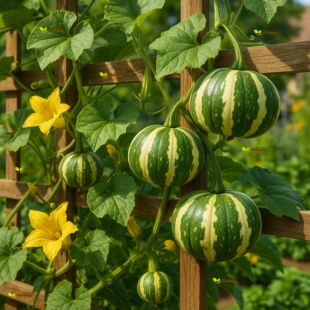 Pumpkin `Gourd Flat Striped` - 15 seeds (Cucurbita pepo)