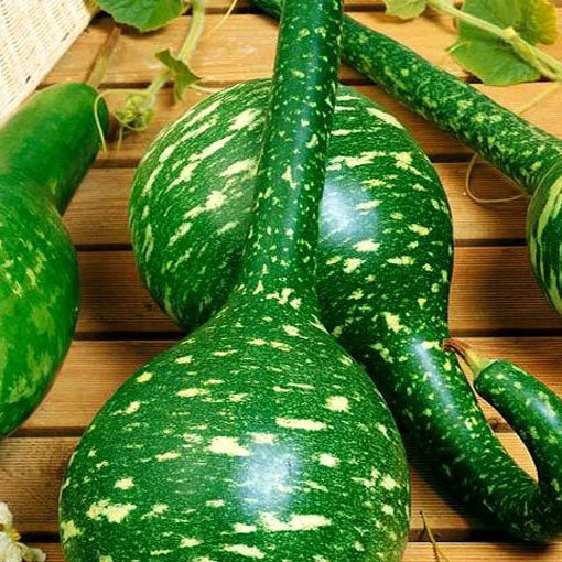 Gourd `Speckled Swan` Ornamental bottle Calabashes - 10 seeds (Lagenaria siceraria)