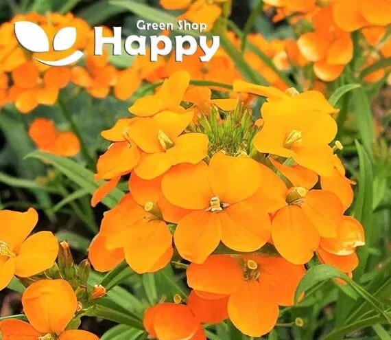 Summer Carnival Orange - 600 seeds (Cheiranthus allionii)