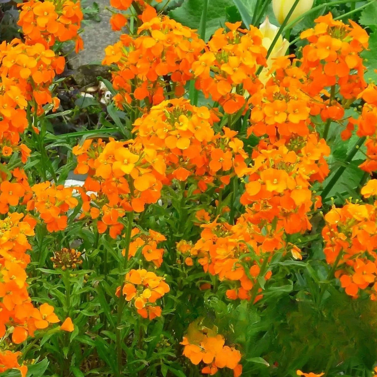 Summer Carnival Orange - 600 seeds (Cheiranthus allionii)