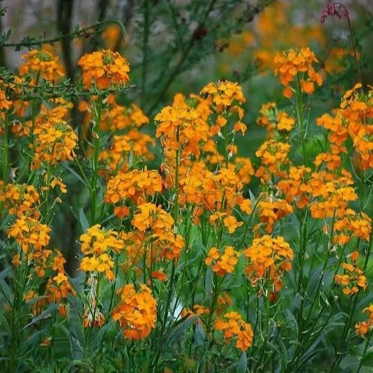Summer Carnival Orange - 600 seeds (Cheiranthus allionii)