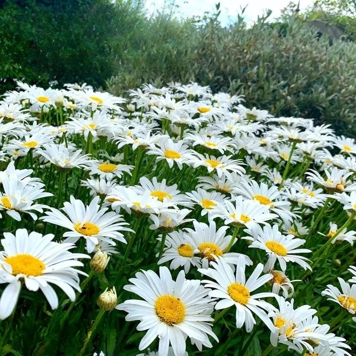 Shasta Daisy `Silver Princess` dwarf white - 500 seeds (Chrysanthemum maximum)