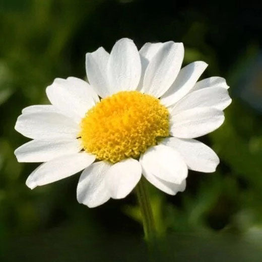 Snowland Daisy `Pure White - 1000 seeds (Chrysanthemum paludosum)