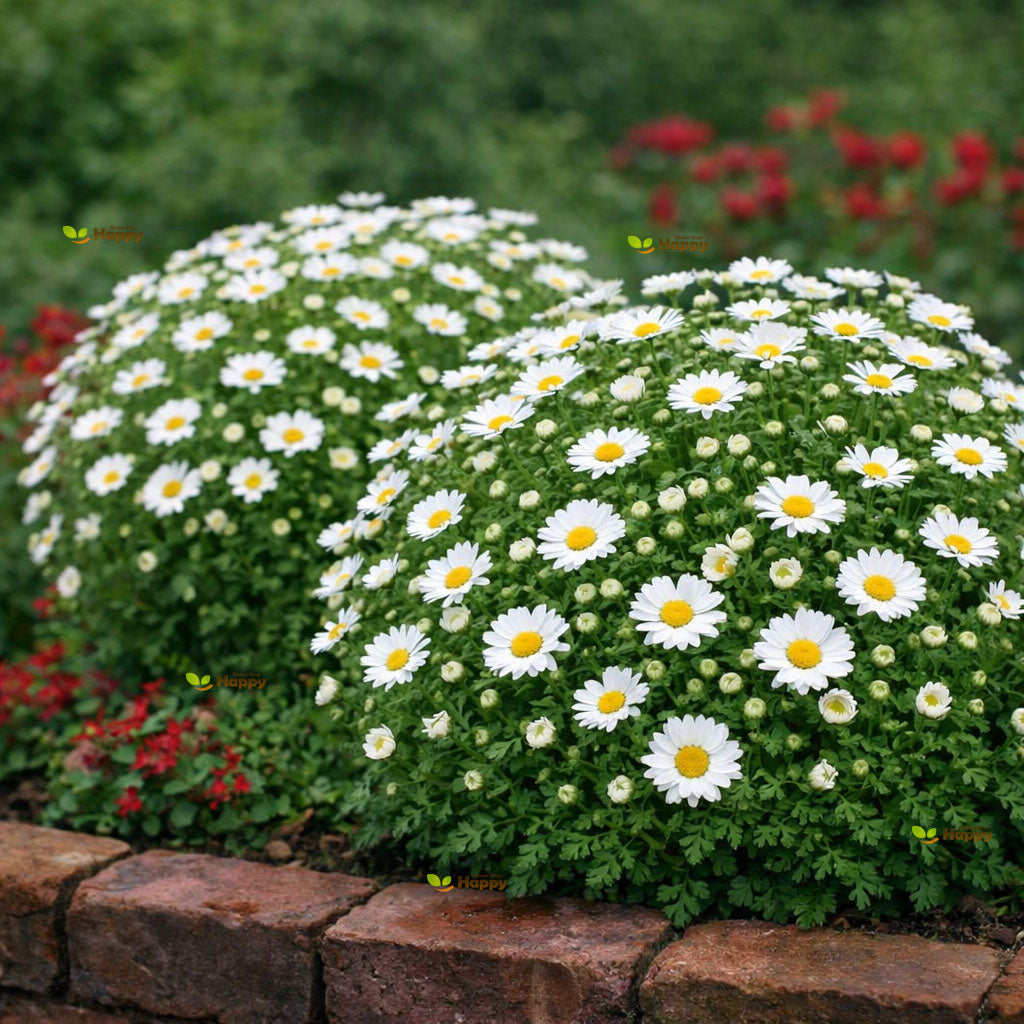 Snowland Daisy `Pure White - 1300 seeds (Chrysanthemum paludosum)