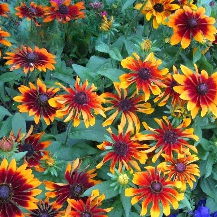 Coneflower `Orange Fudge` - 600 seeds (Rudbeckia Hirta)