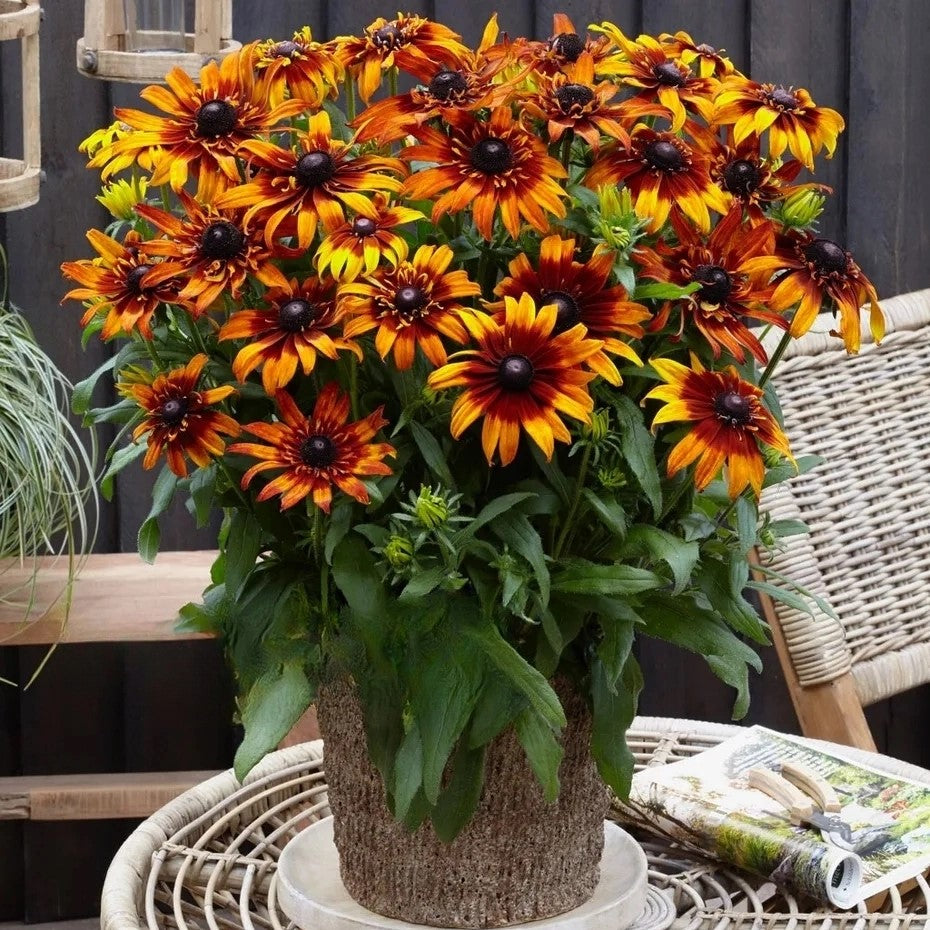 Coneflower `Orange Fudge` - 600 seeds (Rudbeckia Hirta)