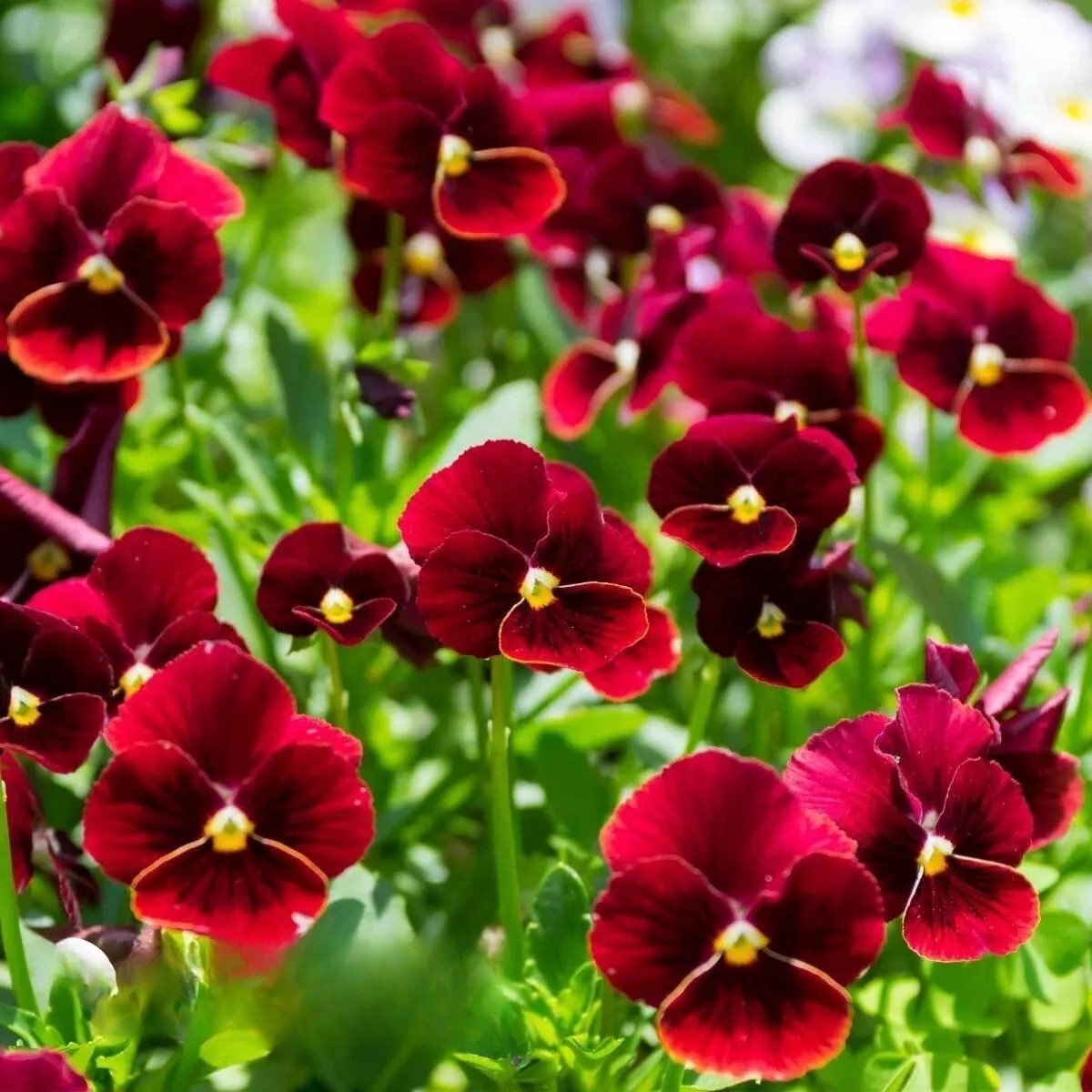 Horned Pansy 'Arkwright Ruby' - 200 seeds (Viola cornuta)