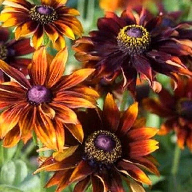 Rudbeckia Autumn Pine - 300 seeds (Rudbeckia Hirta)