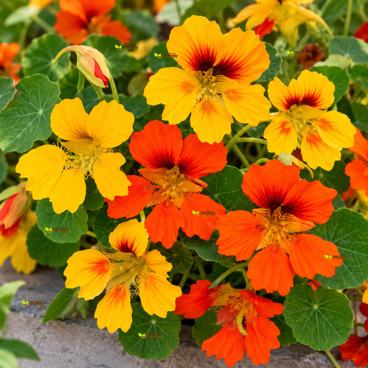 Nasturtium Honolulu - 15 seeds (Tropaeolum nanum)