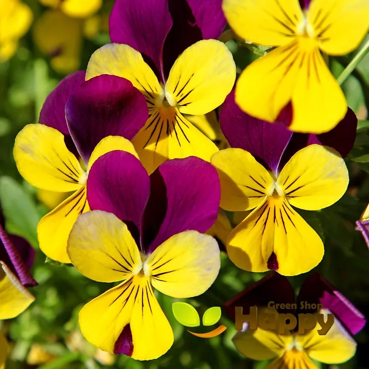 Horned Pansy 'John Jump Up' Helen Mount - 250 seeds (Viola cornuta)