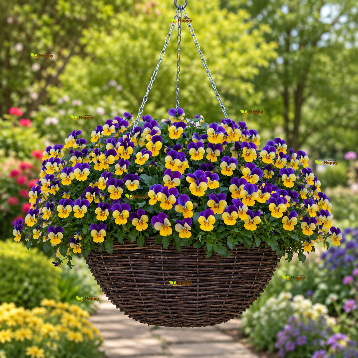 Horned Pansy 'John Jump Up' Helen Mount - 250 seeds (Viola cornuta)