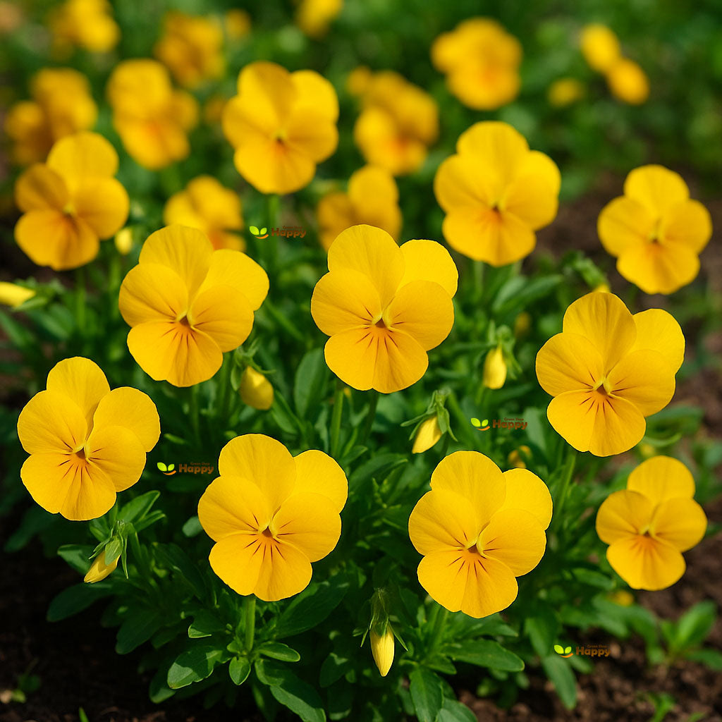 Horned Pansy 'Prince John' - 200 seeds (Viola cornuta)