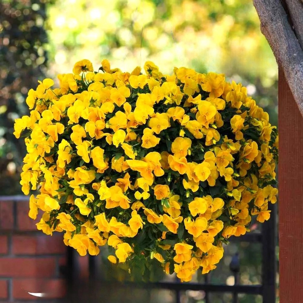Pansy Trailing Yellow - 150 seeds (Viola williamsii pendula)
