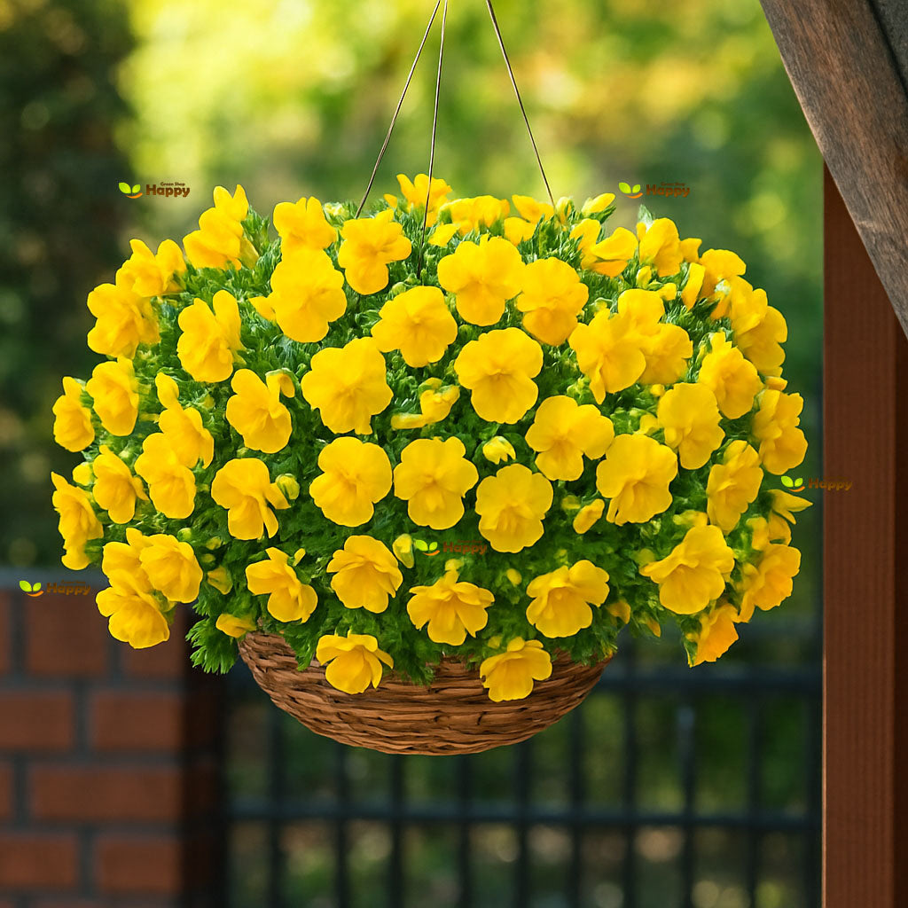 Pansy Trailing Yellow - 150 seeds (Viola williamsii pendula)