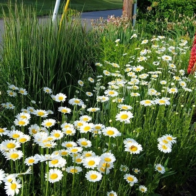 Ox Eye Daisy 'May Queen' - 1900 seeds (Chrysanthemum leucanthemum)